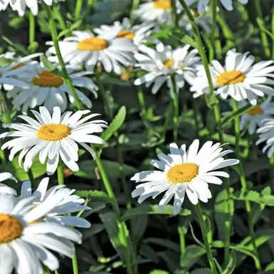 Profile image of 봉근대