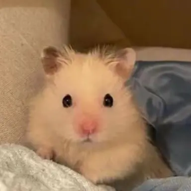 Profile image of 이상혁