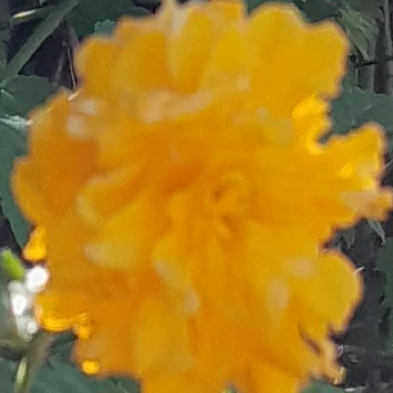 라이트푸딩