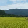 Profile image of 夏の事象