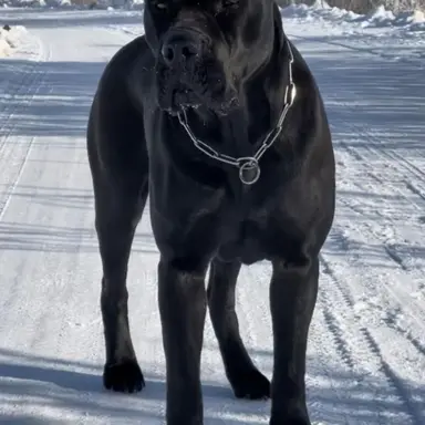 Profile image of King