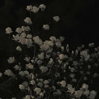 Profile image of 홍화