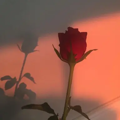 Profile image of 라더