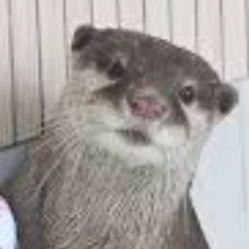모카