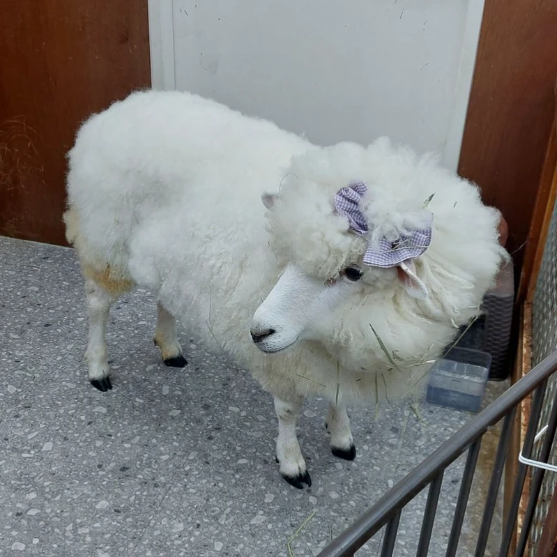 소다