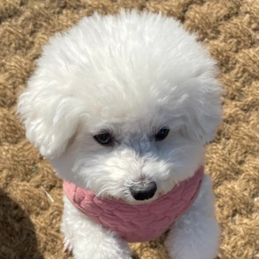 설탕