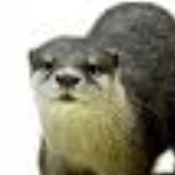 오뜨