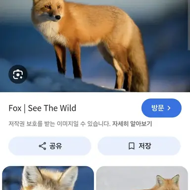 Profile image of 여우