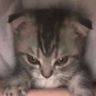 Profile image of 여우연