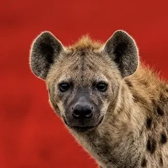 Profile image of ブチハイエナ肖