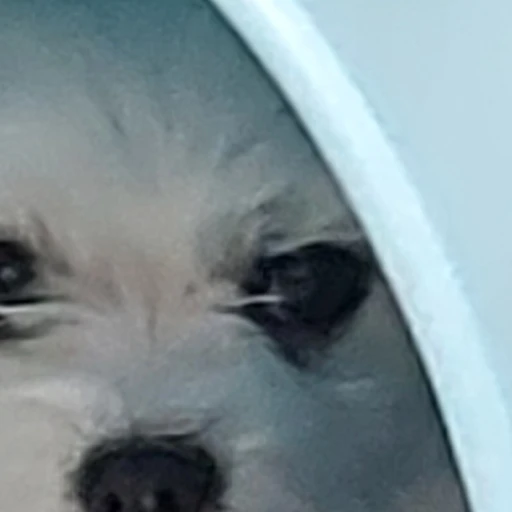 사춘기온 초롱이