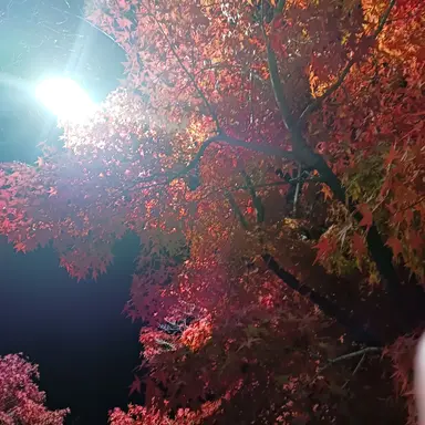 Profile image of 유기사