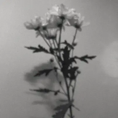 Profile image of 엘리시아 찰리스