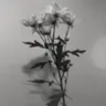 Profile image of 엘리시아 찰리스