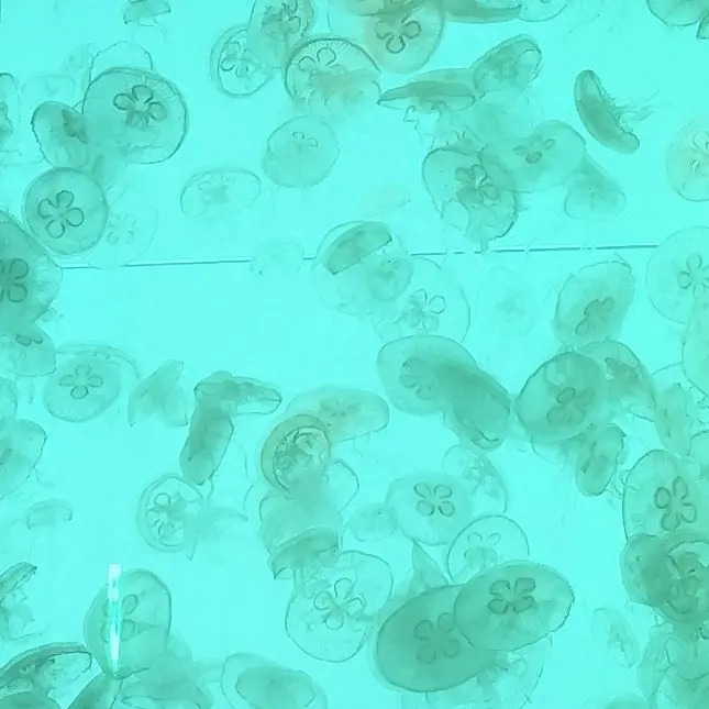 jellyfish.397.의 ぁ