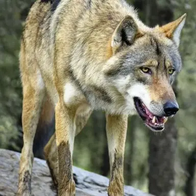 Profile image of 늑대