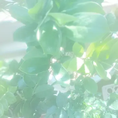 Profile image of 나루미 겐