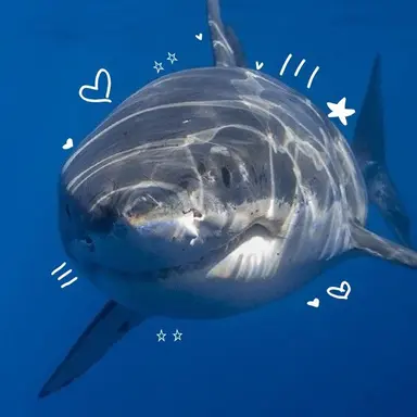 Profile image of Sharker