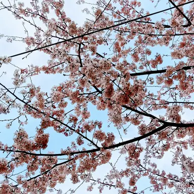 Profile image of 日本