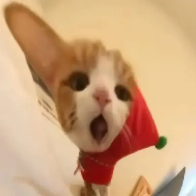 Profile image of 멜로우