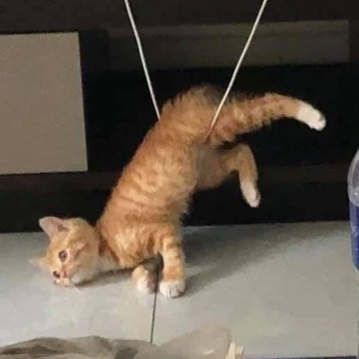 고양이