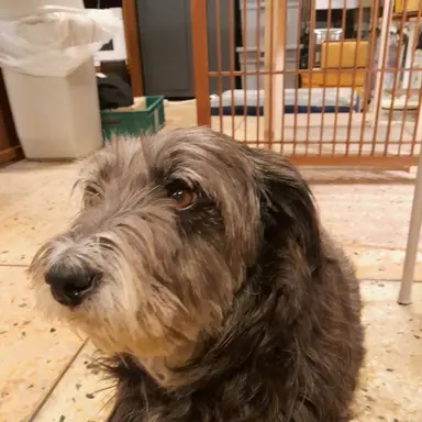 Profile image of 강아지 제니