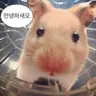 Profile image of 꽥스코드