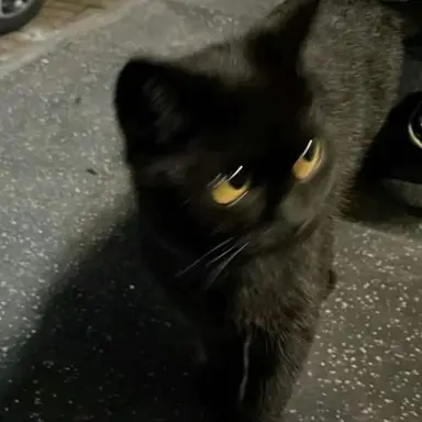 Profile image of ウォヌ