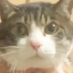 Profile image of 賢也