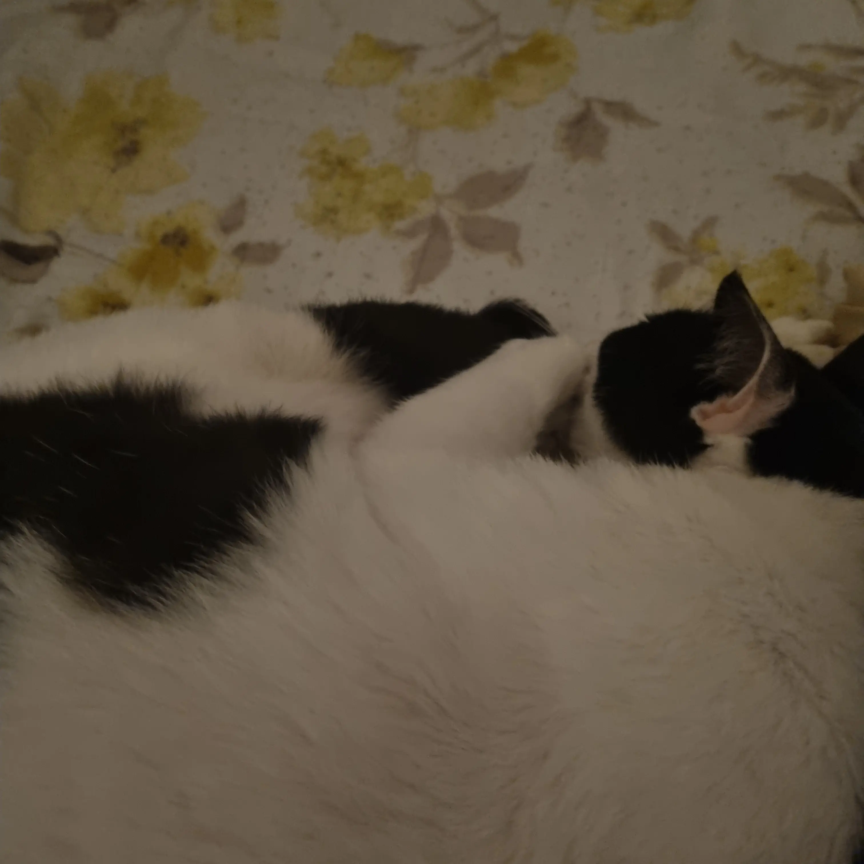 SunnyYarn1888의 옥께이