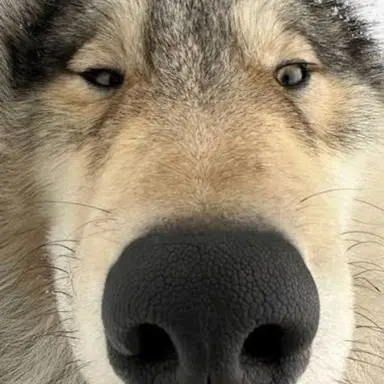 Profile image of 늑대