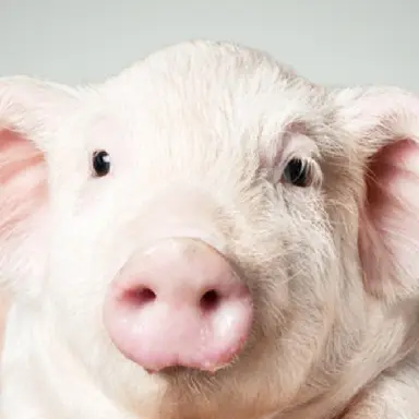 Profile image of 대장