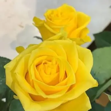 Profile image of 岩本照