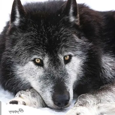 Profile image of beast