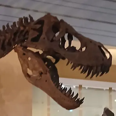 Profile image of 도마뱀