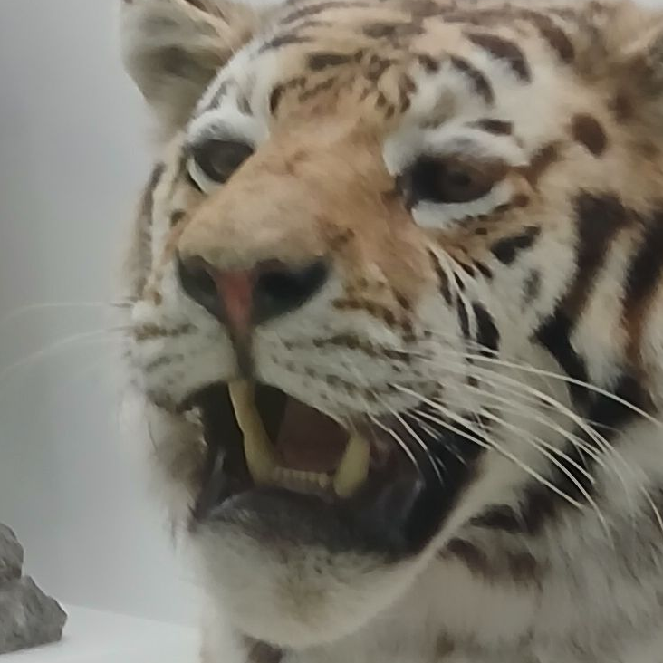 이상한 동네 대표 이미지