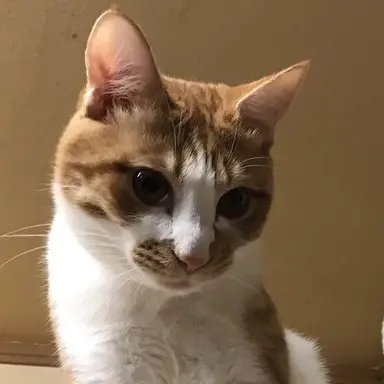 Profile image of テト