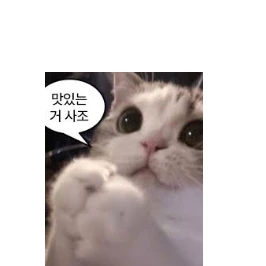 고양이