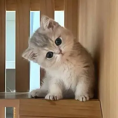 Profile image of ...