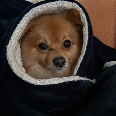 Profile image of けん