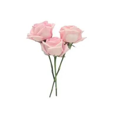 Profile image of 花森芽育