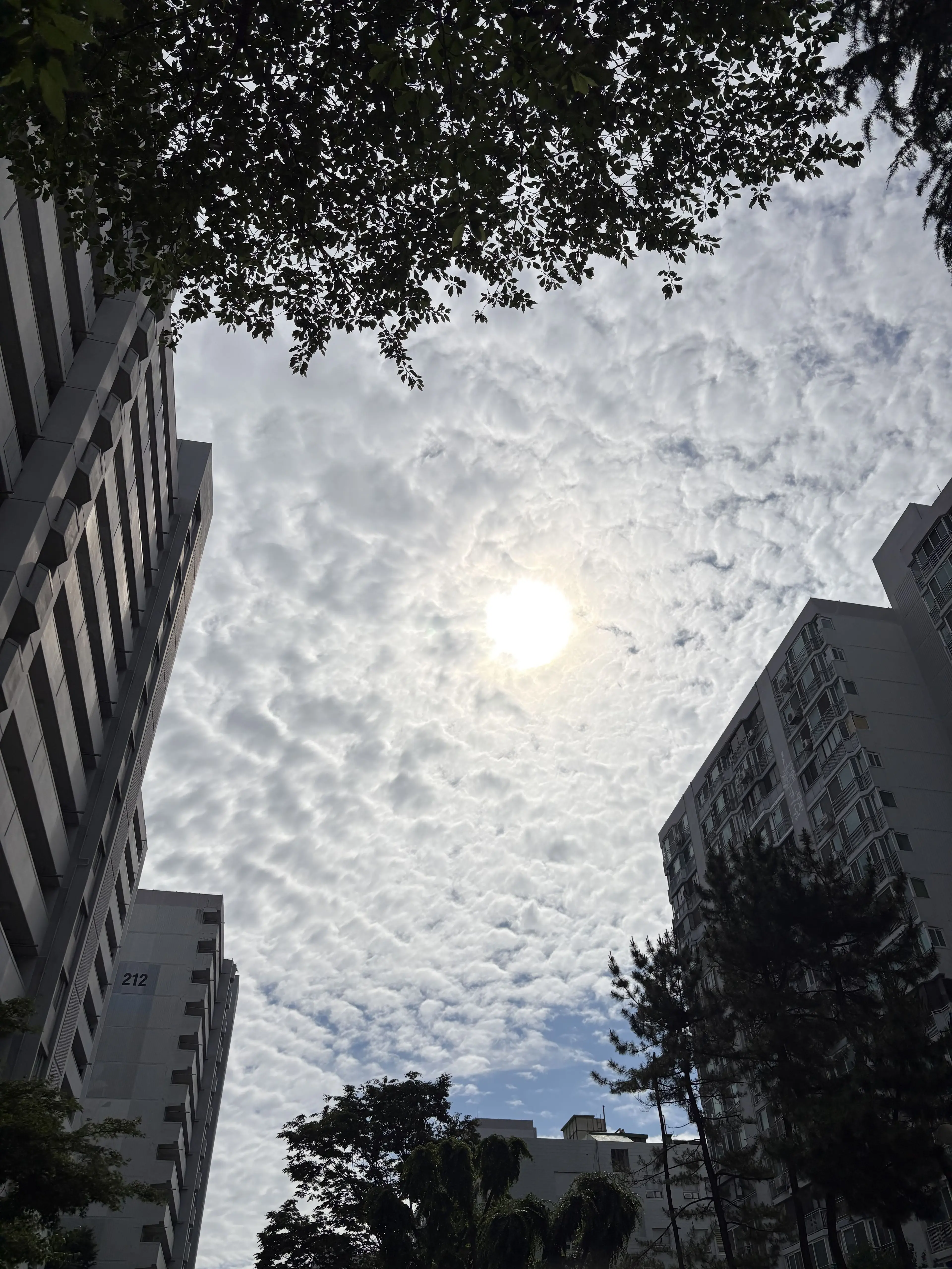 GivingStar4836의 ✨사신수 마법학교✨