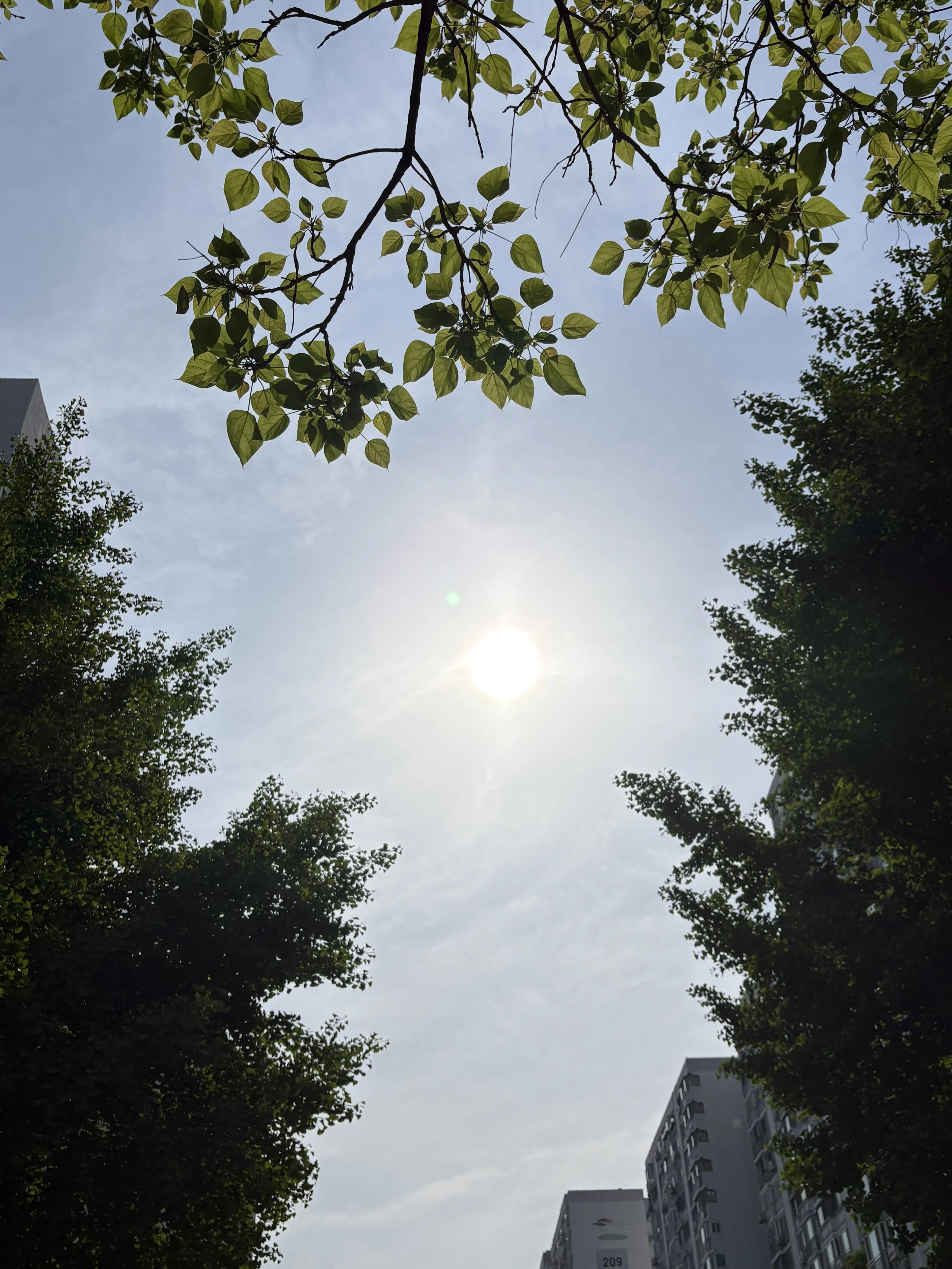 GivingStar4836의 ✨사신수 마법학교✨