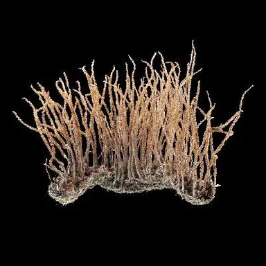 Profile image of Ugomeki