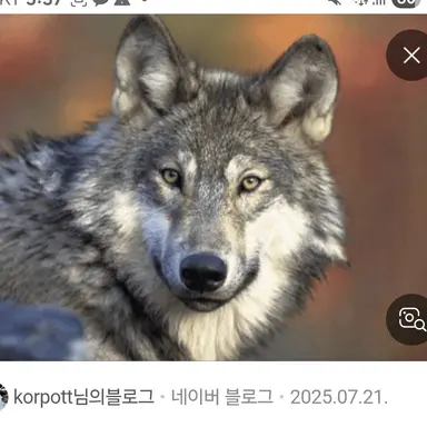 Profile image of 늑대
