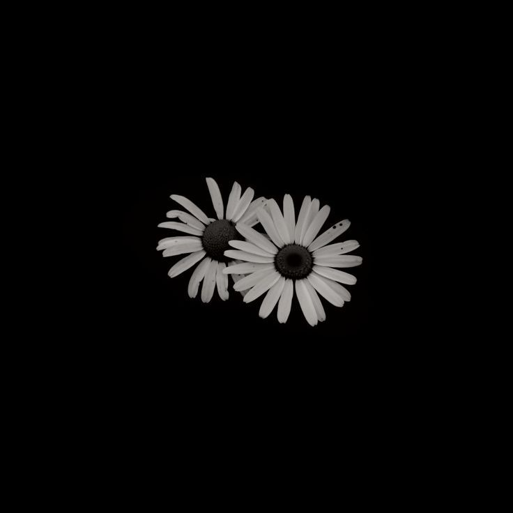 🎴 회장님의 노리개 대표 이미지