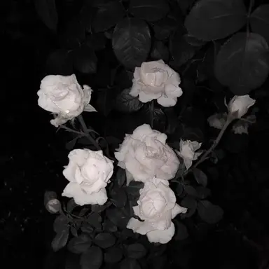 Profile image of 박덕개