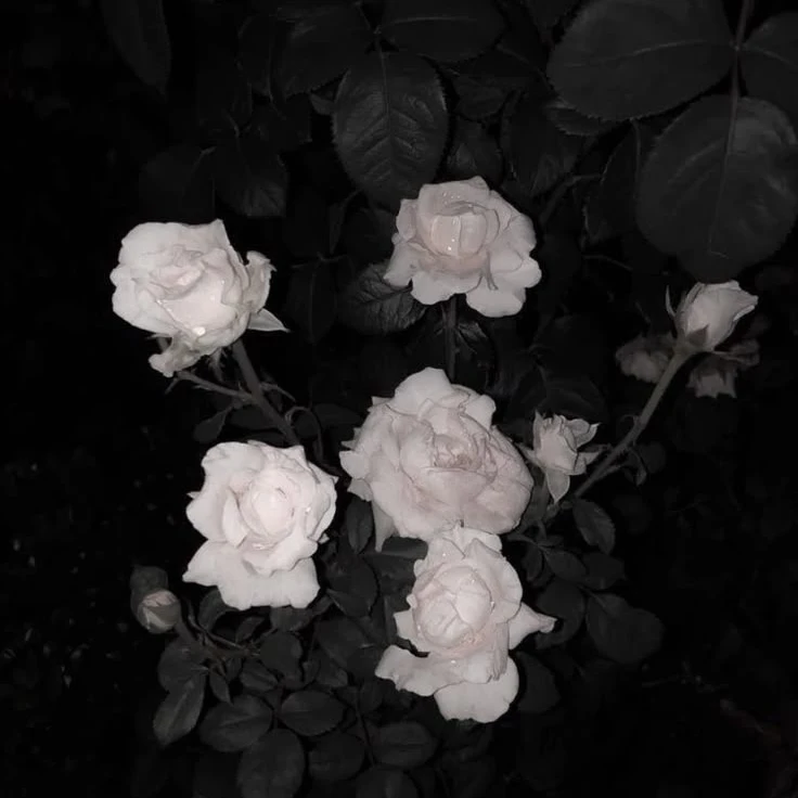 박덕개