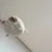 냥이