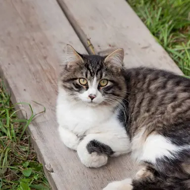 Profile image of 츠니아히 키요